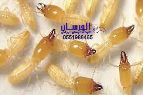 شركة مكافحة النمل الابيض بالجبيل (1)