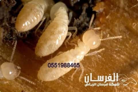 شركة-مكافحة-النمل-الابيض-بالخرج (1)