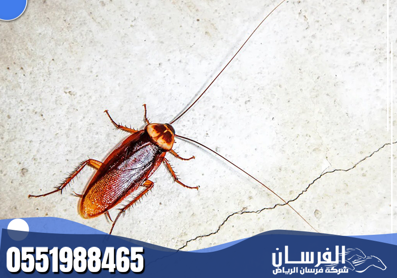 يعمل الفني على مكافحة الصراصير بكفاءة عالية، مع فحص دقيق للموقع وتطبيق حلول تقلل من انتشارها مستقبلاً.