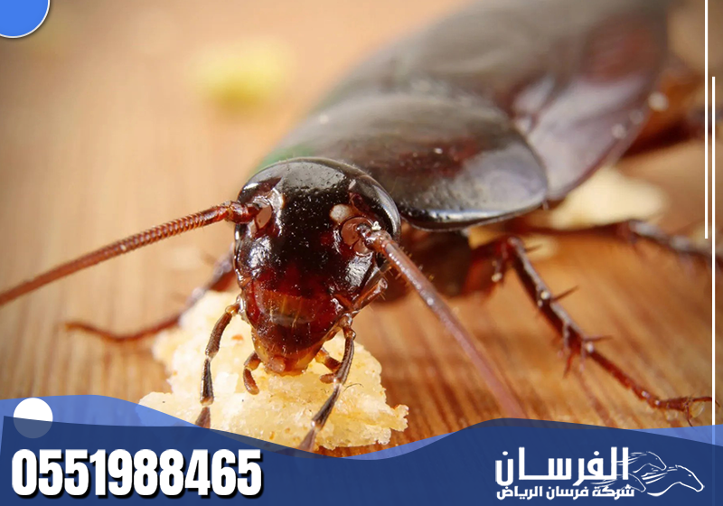 ينفّذ الفني خدمة مكافحة الصراصير بعناية، مع التركيز على القضاء على الأعشاش وحماية المكان من التلوث.