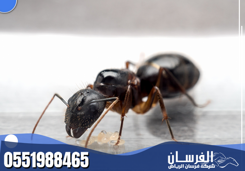 يصل الفني في الموعد المحدد، يفحص مسارات النمل الأسود بدقة، ثم يبدأ المعالجة داخل الموقع بشكل منظم.