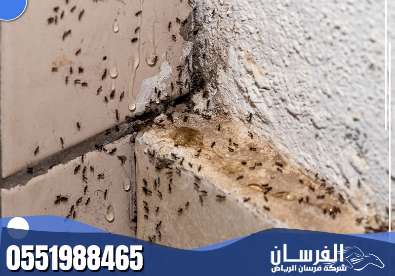 يتابع الفني أماكن الرطوبة والخزائن وحواف الجدران، ثم يطبق المعالجة المناسبة لتقليل عودة النمل.