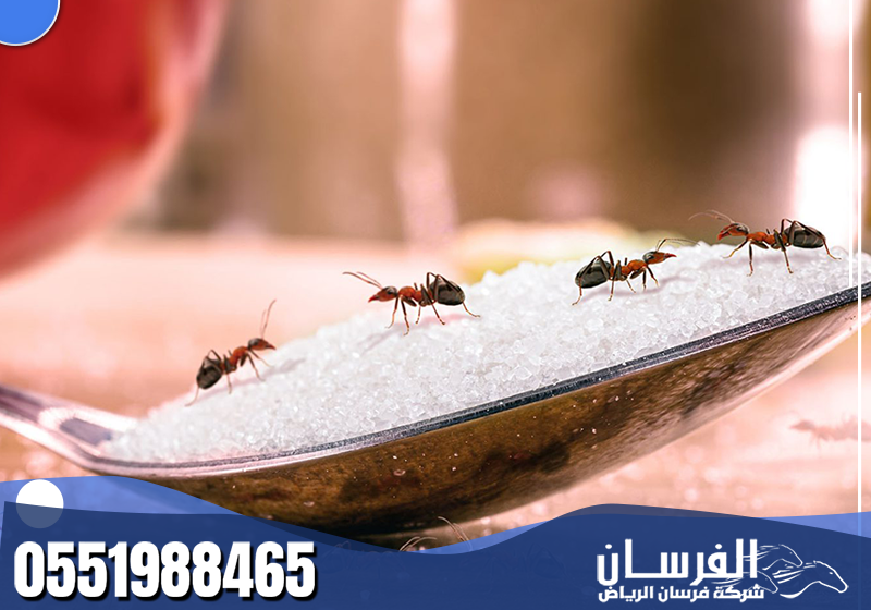 ينفذ الفني مكافحة النمل الأسود بعد معاينة دقيقة، مع التركيز على المطابخ والزوايا والنقاط المخفية.