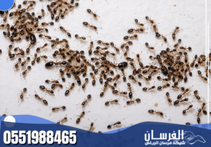 شركة مكافحة النمل الاسود بالرياض