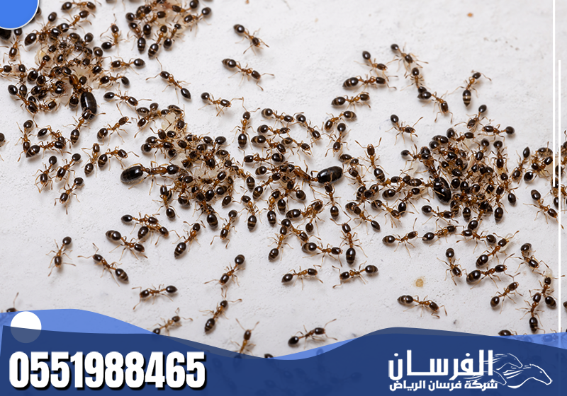 شركة مكافحة النمل الاسود بالرياض