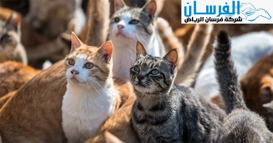 شركة فرسان الرياض لمكافحة القطط